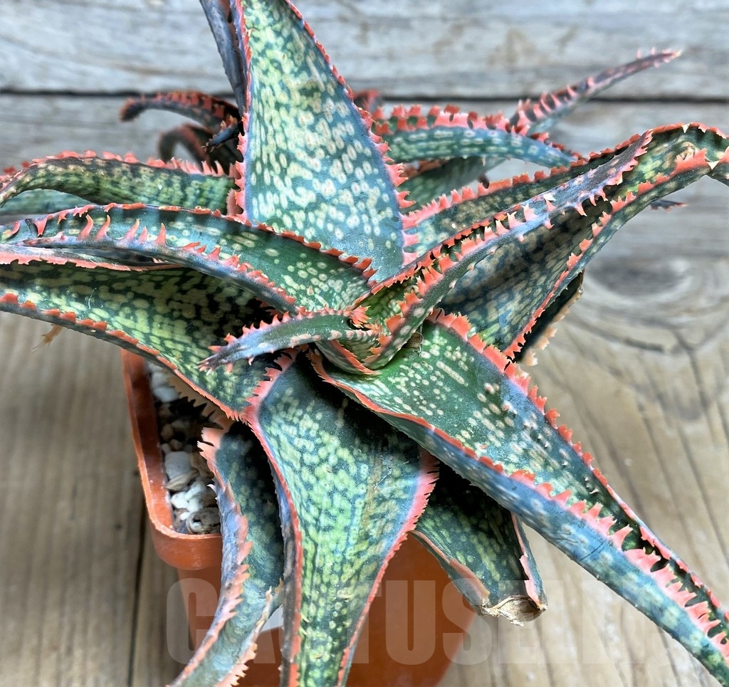 SHPR20825 Aloe 'Vito' x ?