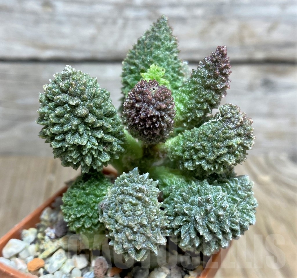 SHPR20826 Adromischus marianae v. herrei
