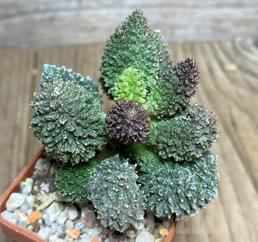 SHPR20826 Adromischus marianae v. herrei - immagine 2