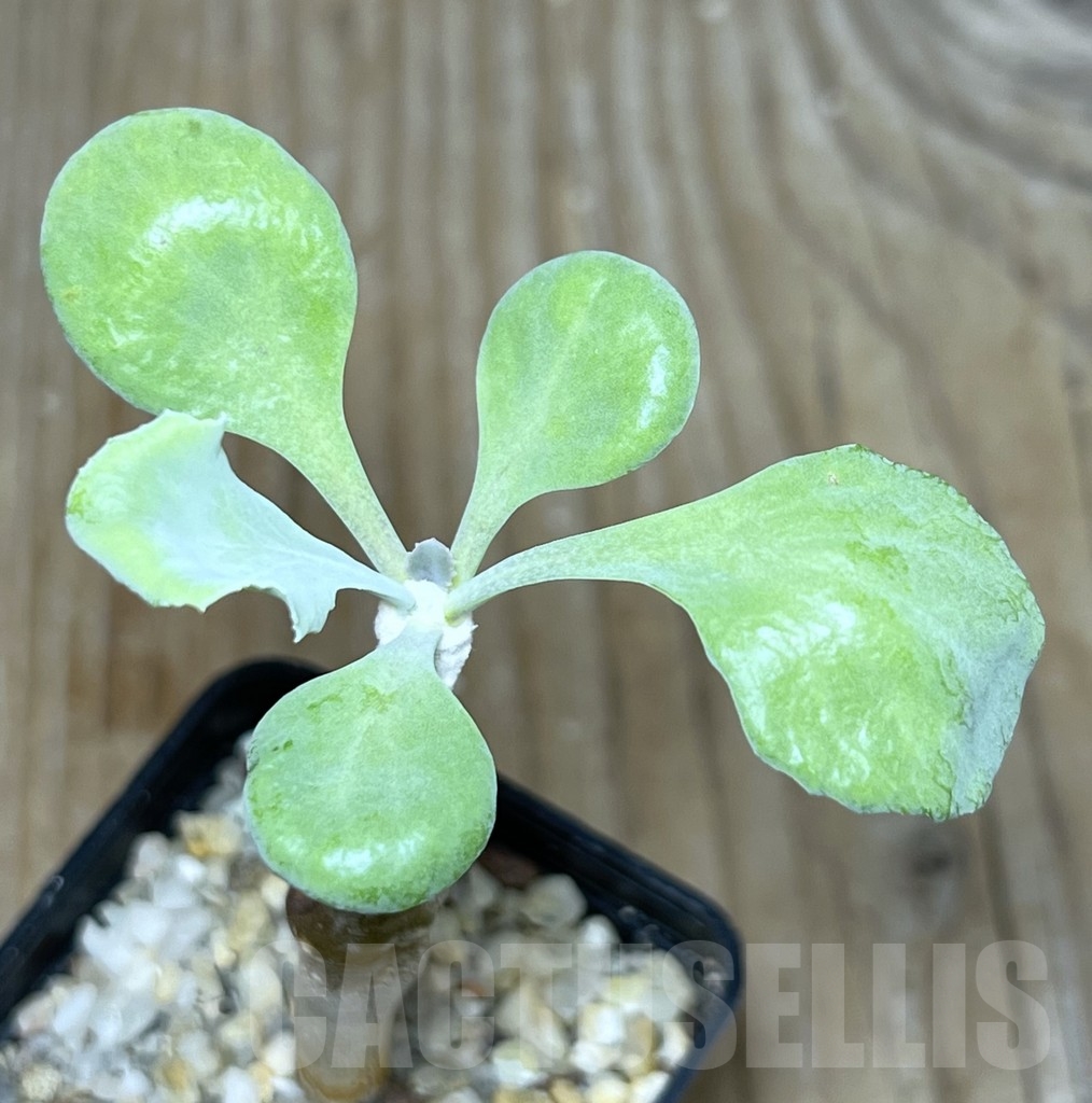 SHPR20843 Othonna cremnophila - Image 2