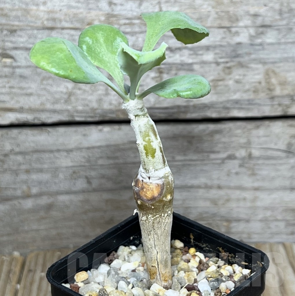 SHPR20843 Othonna cremnophila