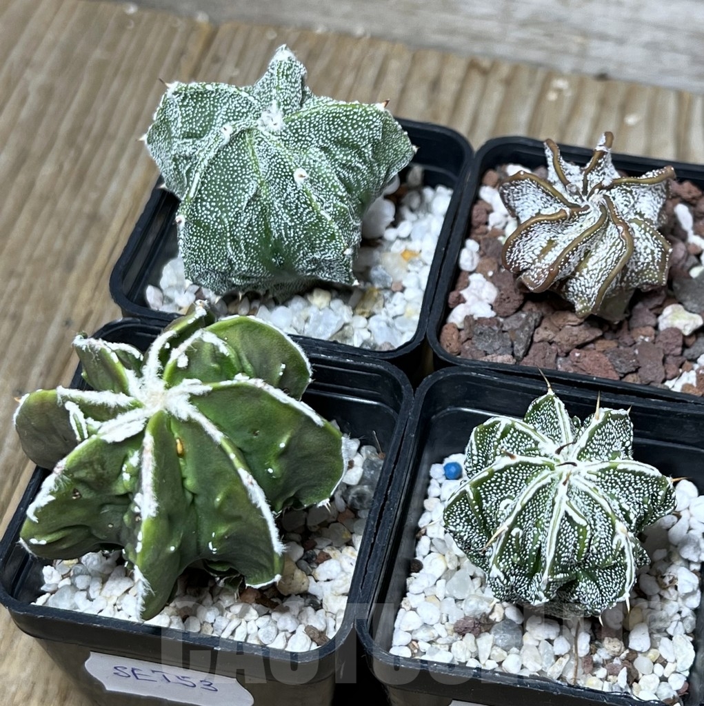 SET53 Astrophytum 'Fukuryu' mix