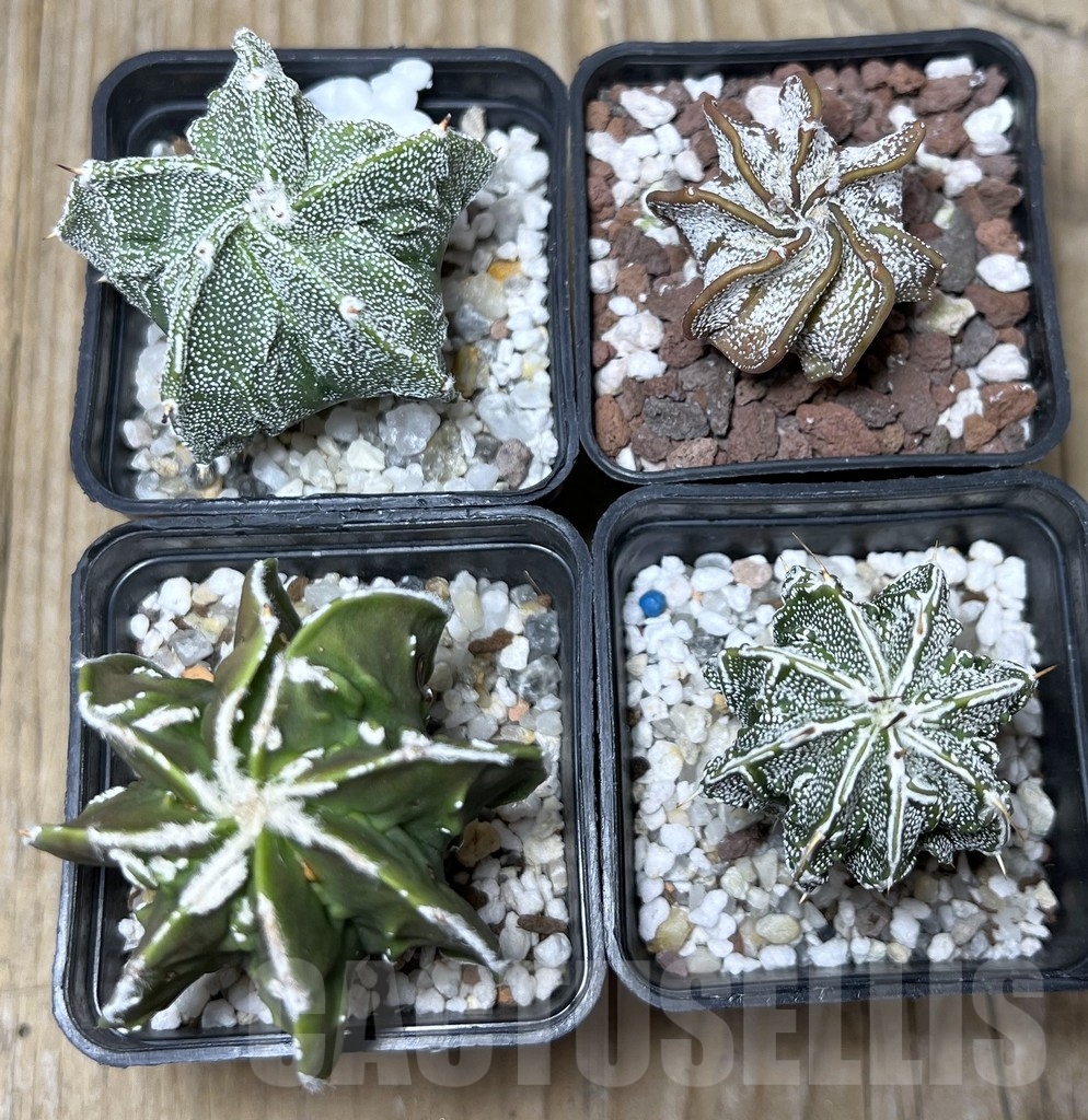 SET53 Astrophytum 'Fukuryu' mix - Image 2
