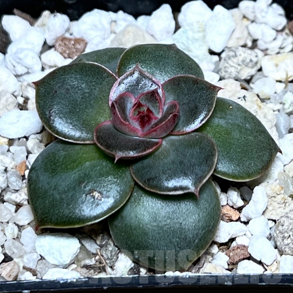 SHPR20844 Echeveria hybrid seedling