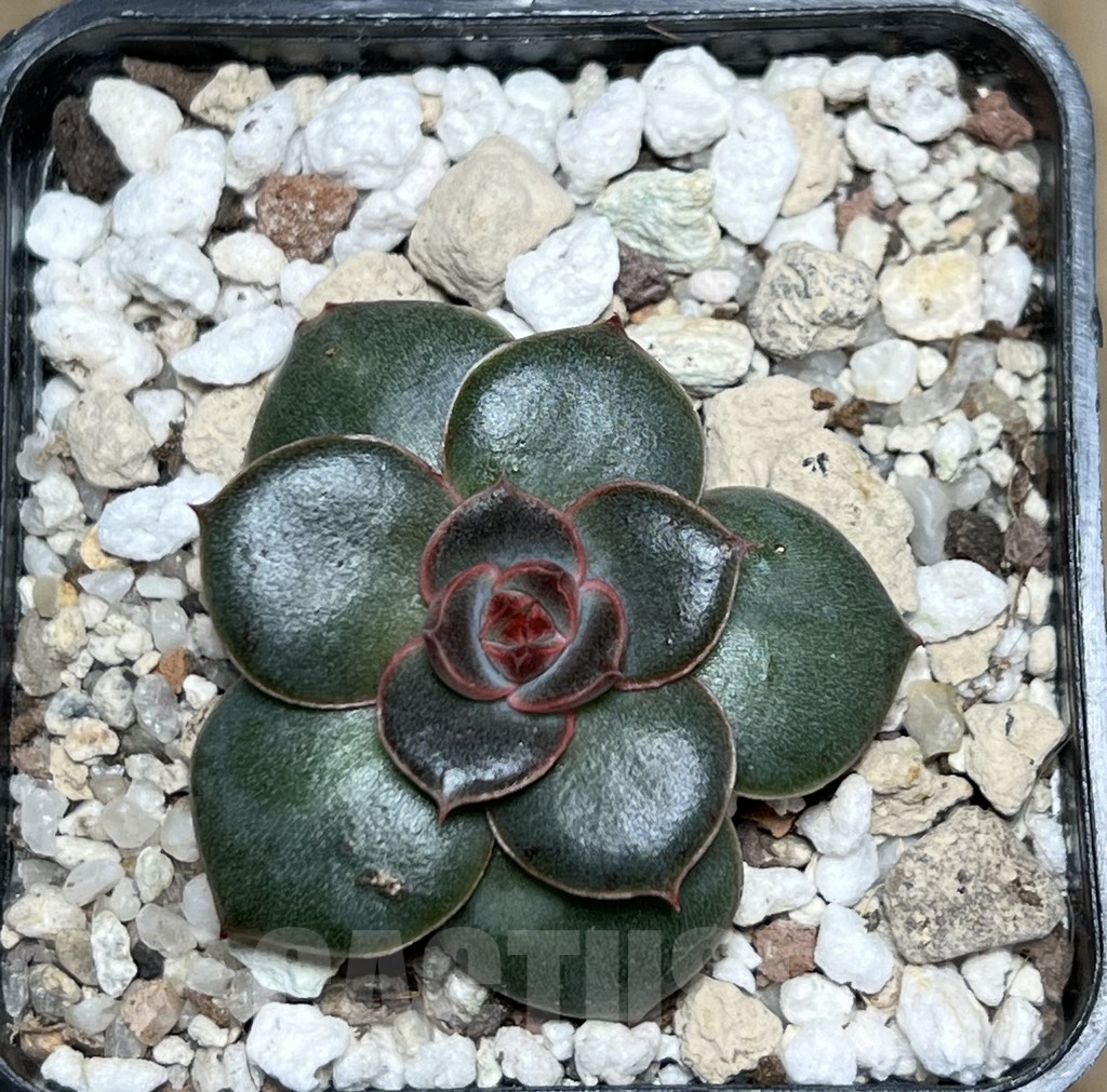 SHPR20844 Echeveria hybrid seedling - Image 2
