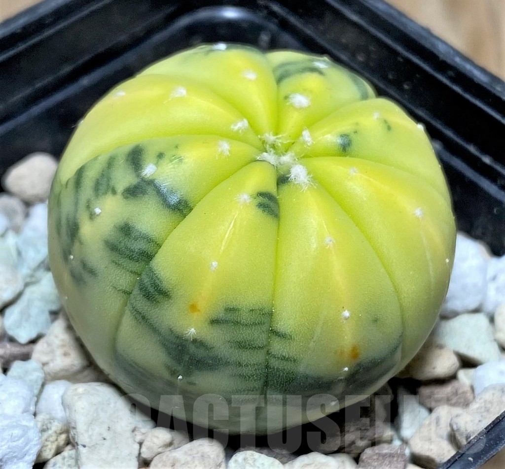 SHPR20833 Astrophytum asterias f. variegata - Image 2