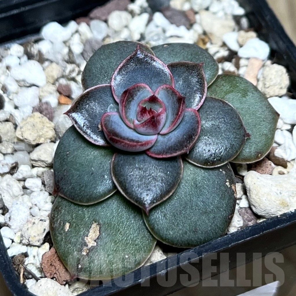 SHPR20845 Echeveria hybrid seedling - Image 2