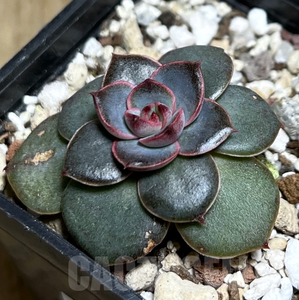 SHPR20845 Echeveria hybrid seedling