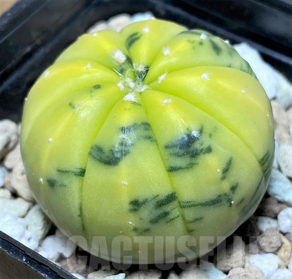 SHPR20833 Astrophytum asterias f. variegata - Image 3