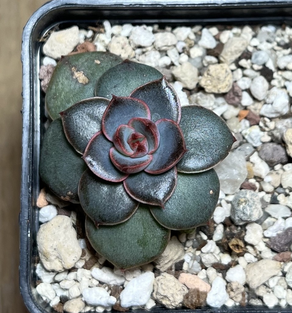 SHPR20845 Echeveria hybrid seedling - Image 3