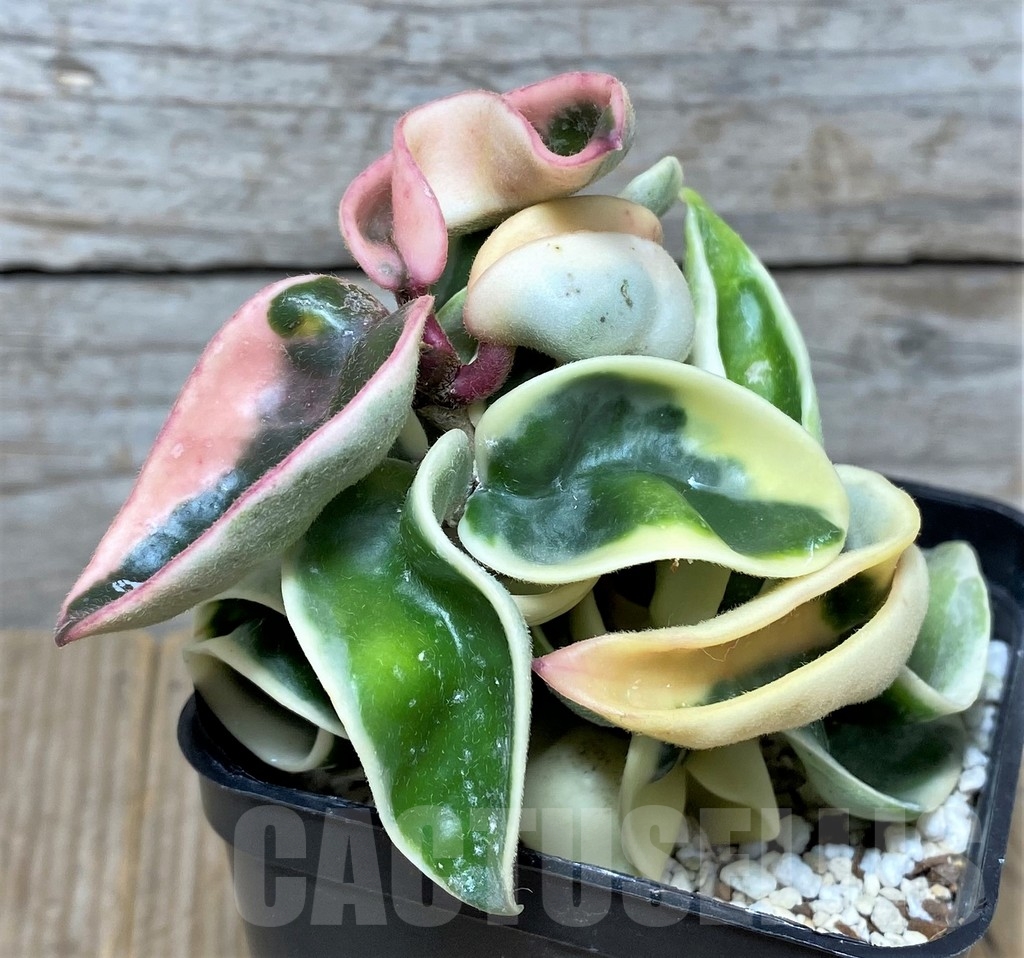 SHPR20876 Hoya compacta f. variegata