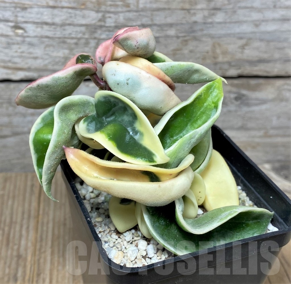 SHPR20876 Hoya compacta f. variegata - Image 2