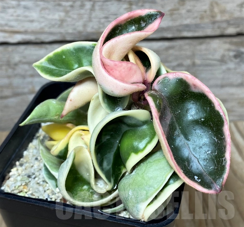 SHPR20876 Hoya compacta f. variegata - Image 3