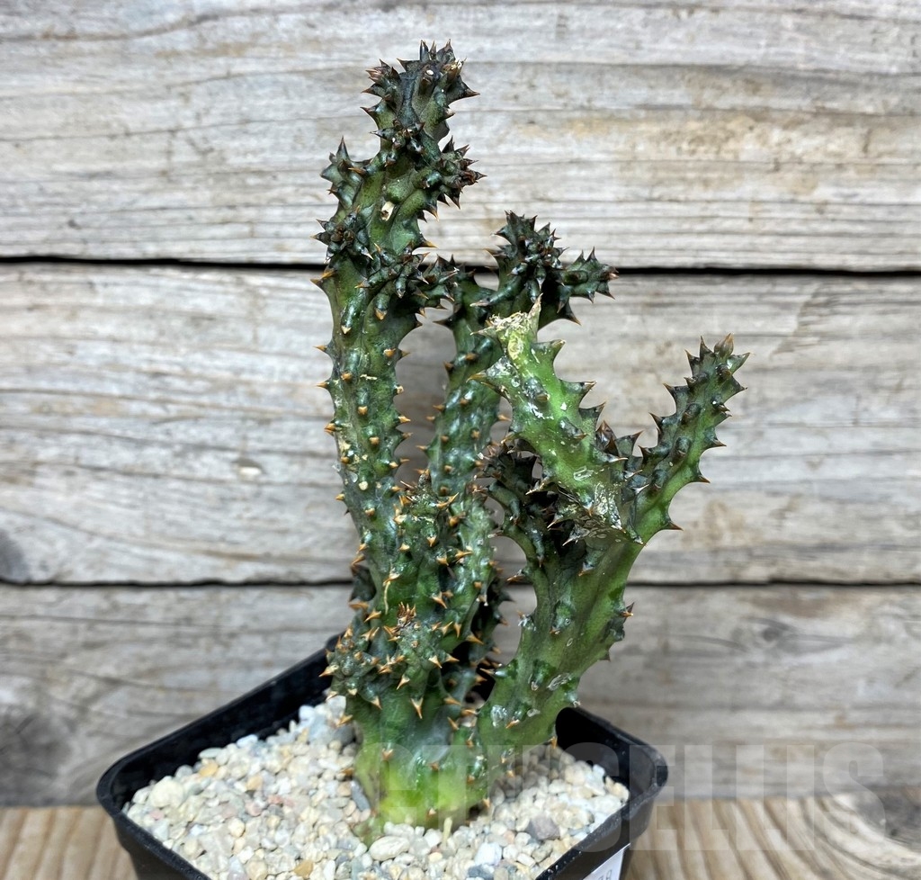 SHPR20878 Edithcolea grandis - Зображення 2