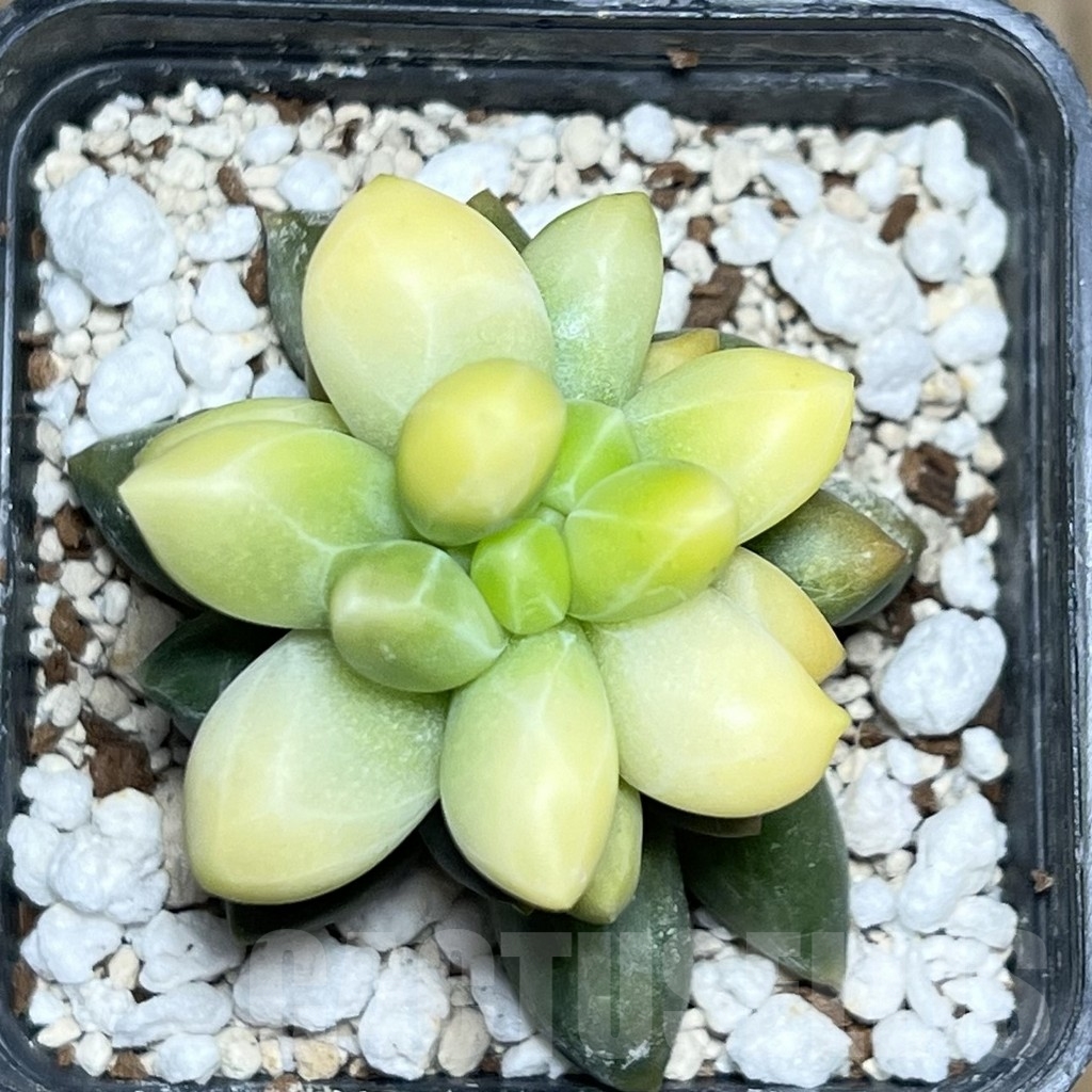 SHPR20846 Pachyphytum compactum f. variegata - Image 2