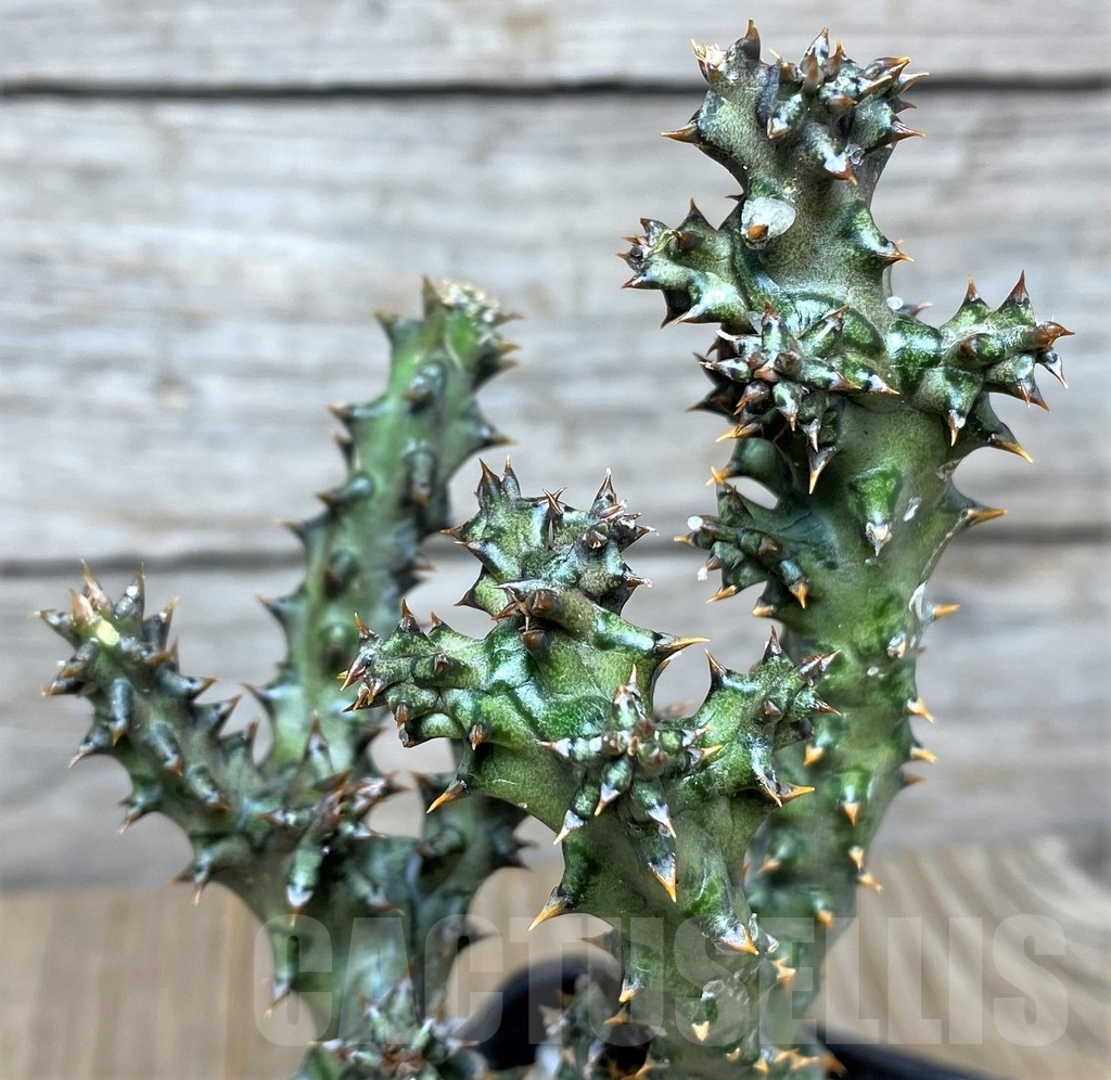 SHPR20878 Edithcolea grandis