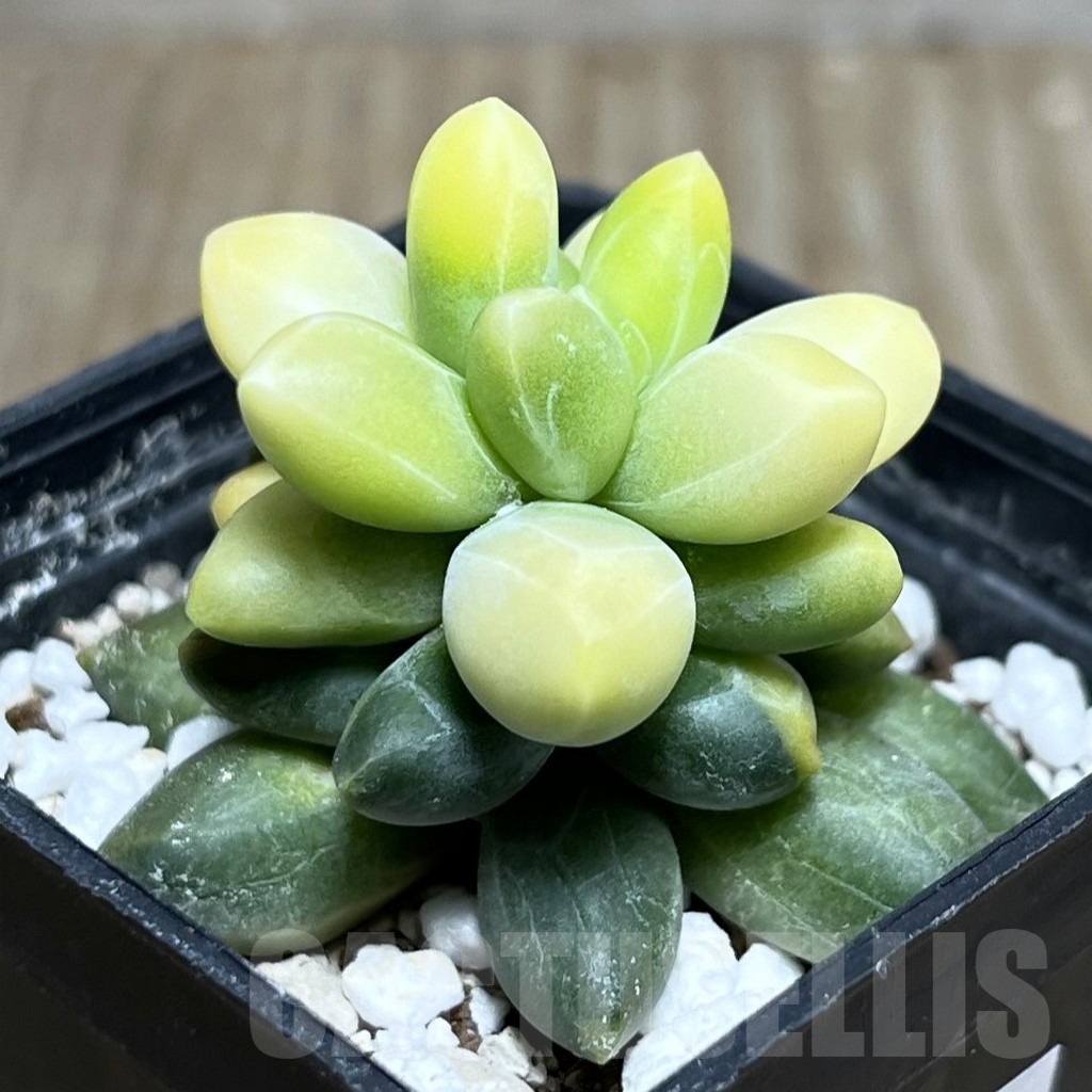 SHPR20846 Pachyphytum compactum f. variegata