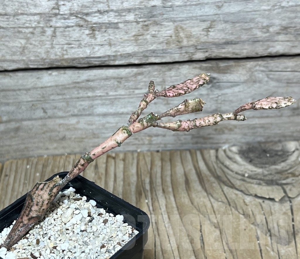 SHPR20847 Euphorbia platyclada - Image 2