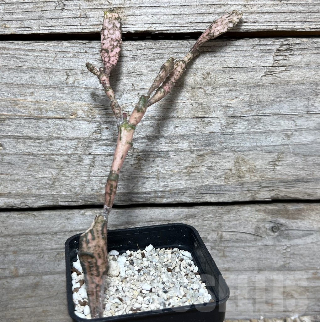 SHPR20847 Euphorbia platyclada