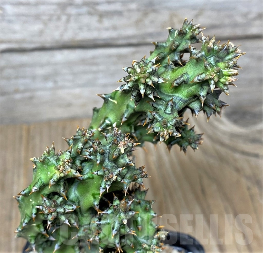 SHPR20881 Edithcolea grandis