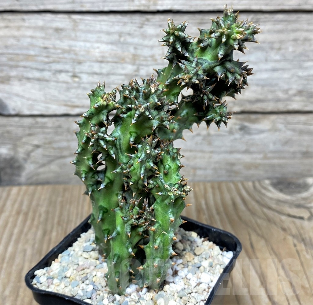 SHPR20881 Edithcolea grandis – Bild 2