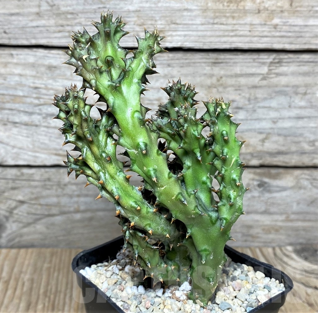 SHPR20881 Edithcolea grandis – Bild 3