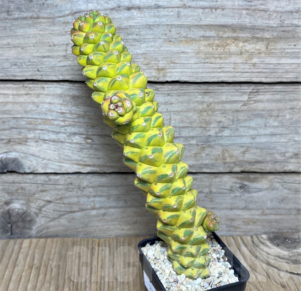 SHPR20882 Monadenium ritchie f. variegata – Bild 2