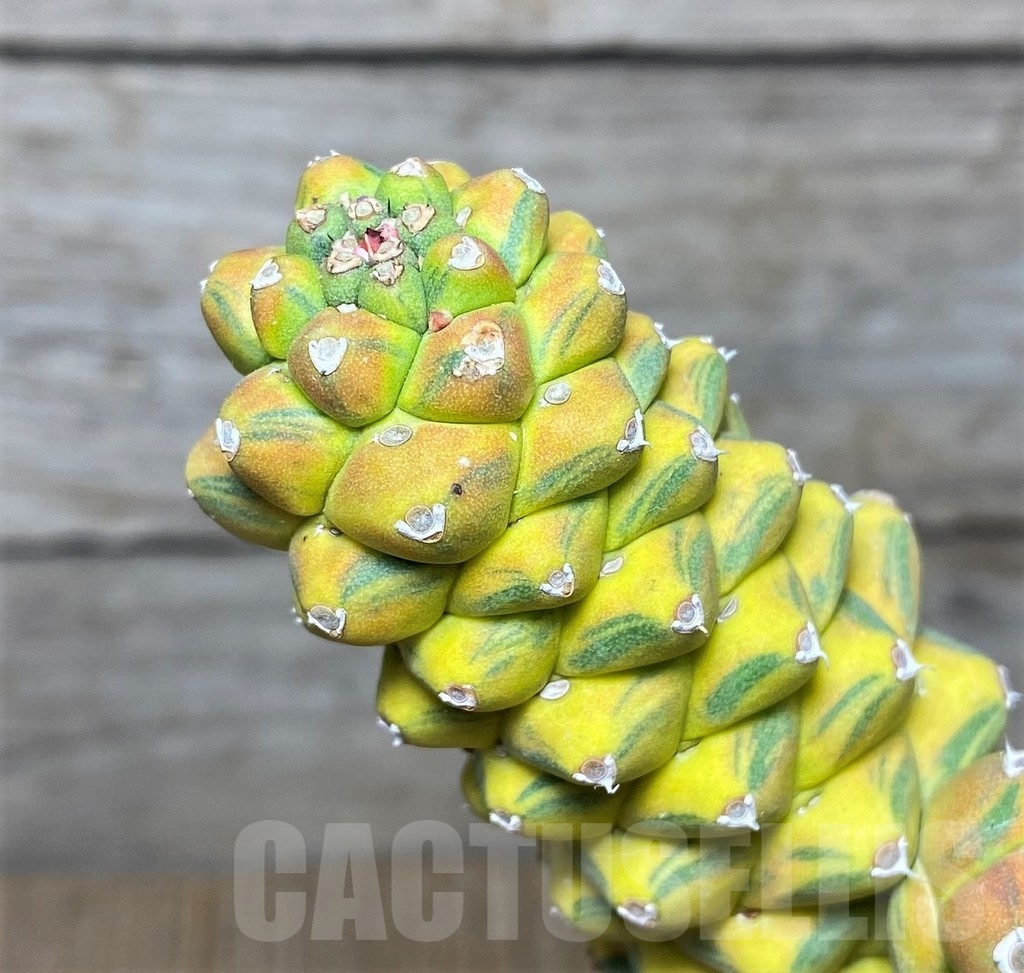 SHPR20882 Monadenium ritchie f. variegata