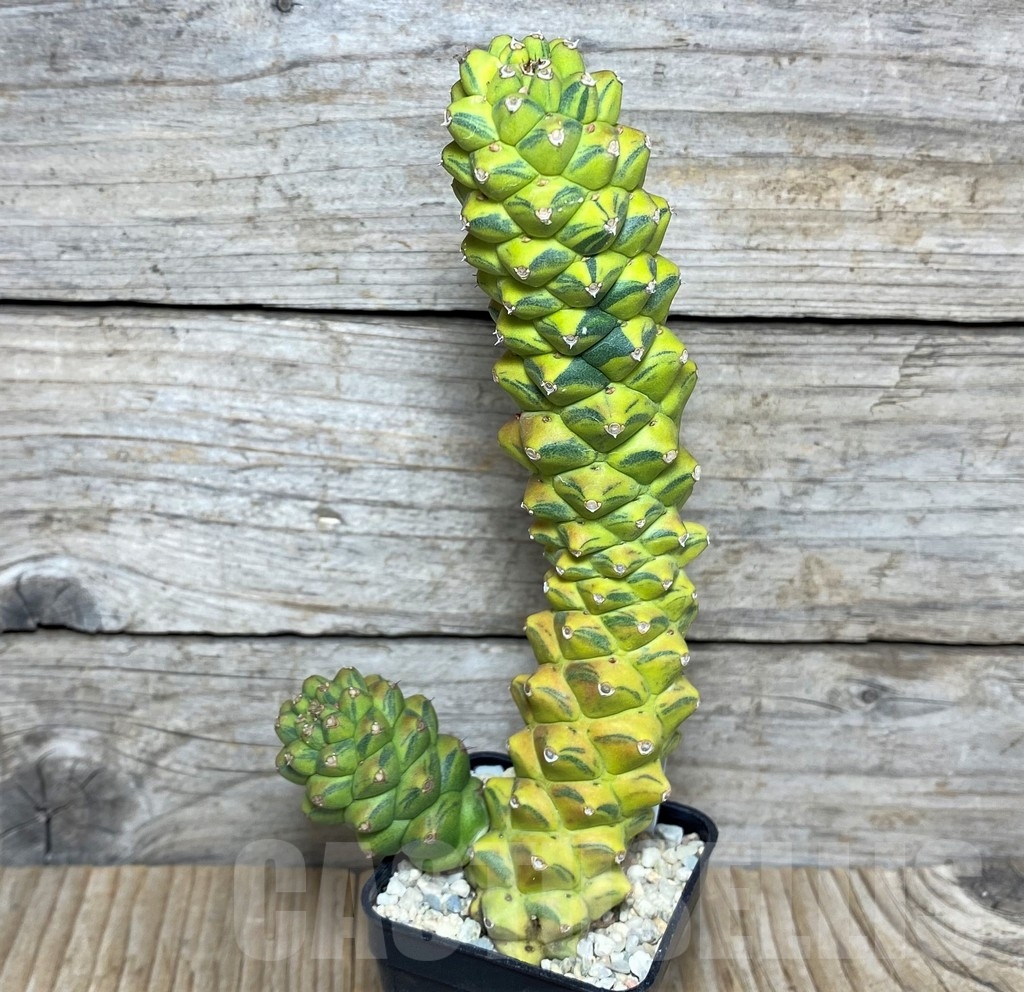 SHPR20883 Monadenium ritchie f. variegata – Bild 2