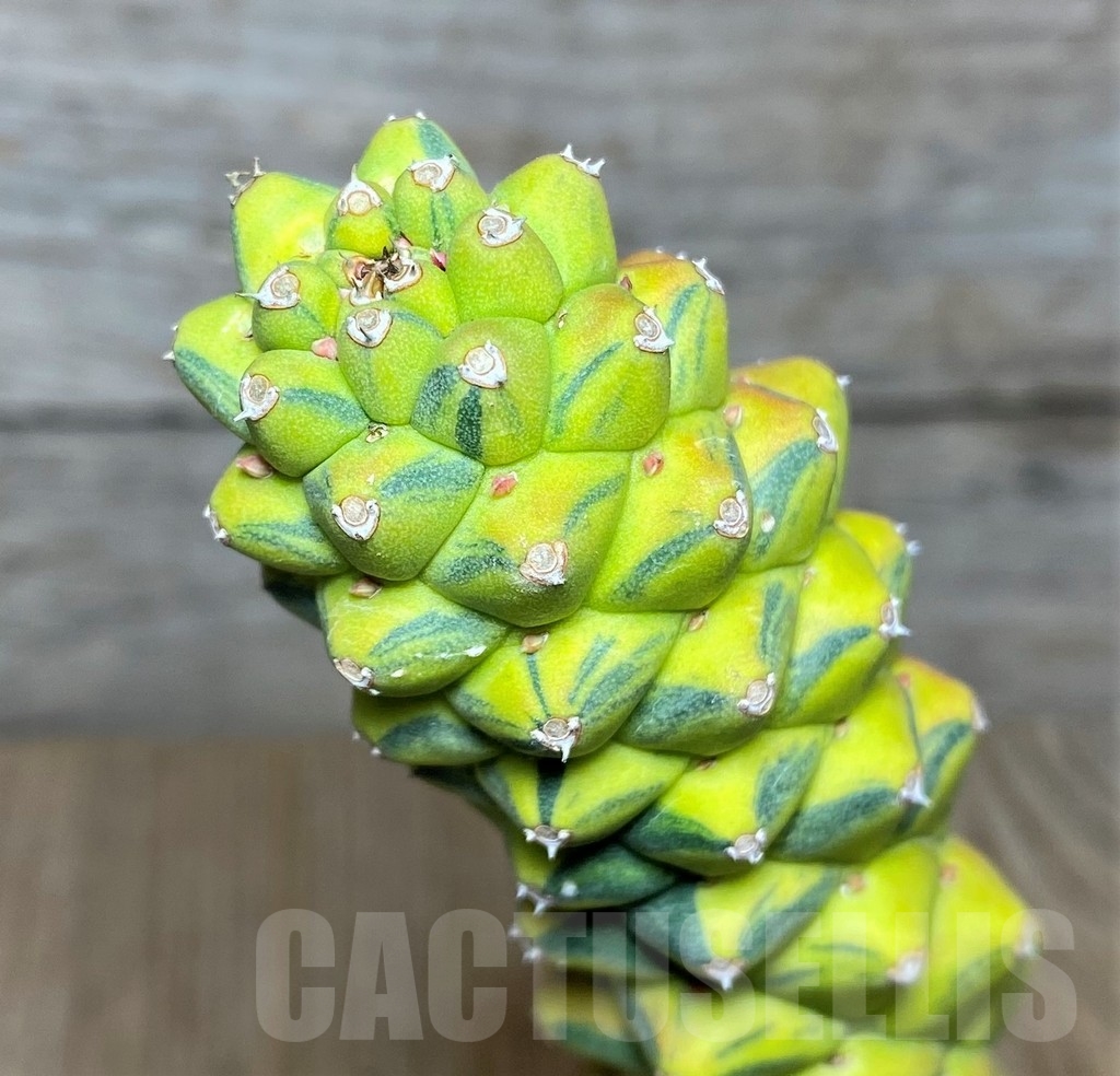 SHPR20883 Monadenium ritchie f. variegata