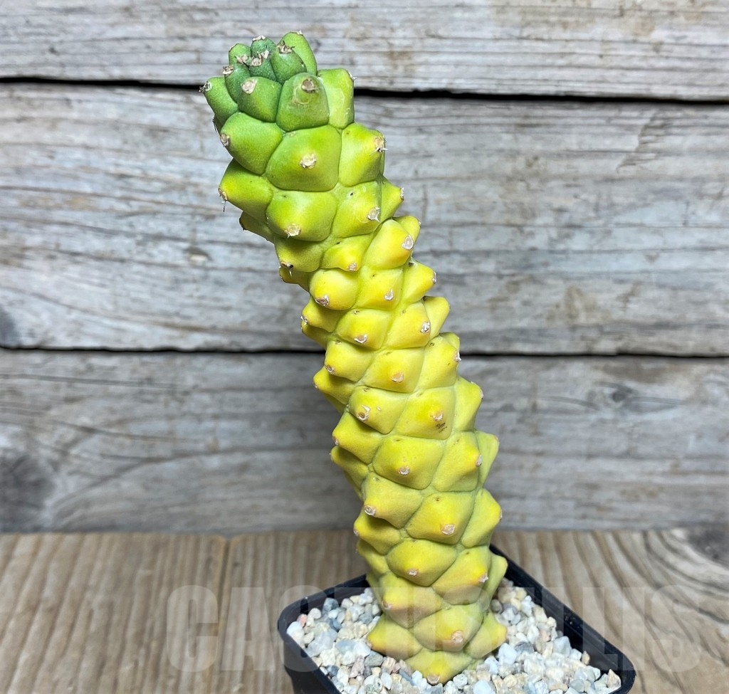 SHPR20884 Monadenium ritchie f. variegata – Bild 2