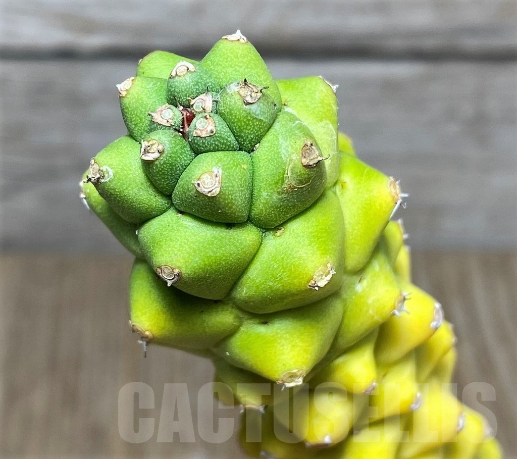 SHPR20884 Monadenium ritchie f. variegata