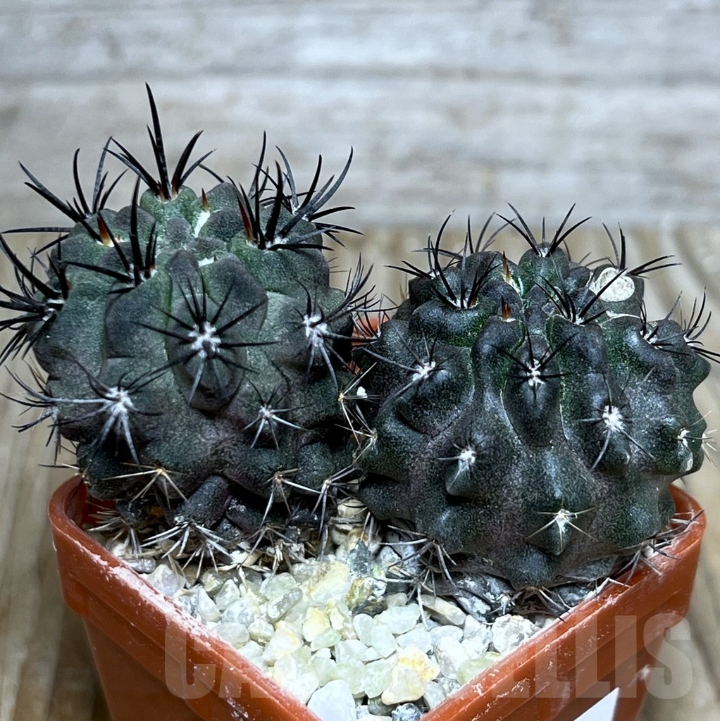 SHPR20852 Neoporteria recondita MG 1037.32, 2 seegling