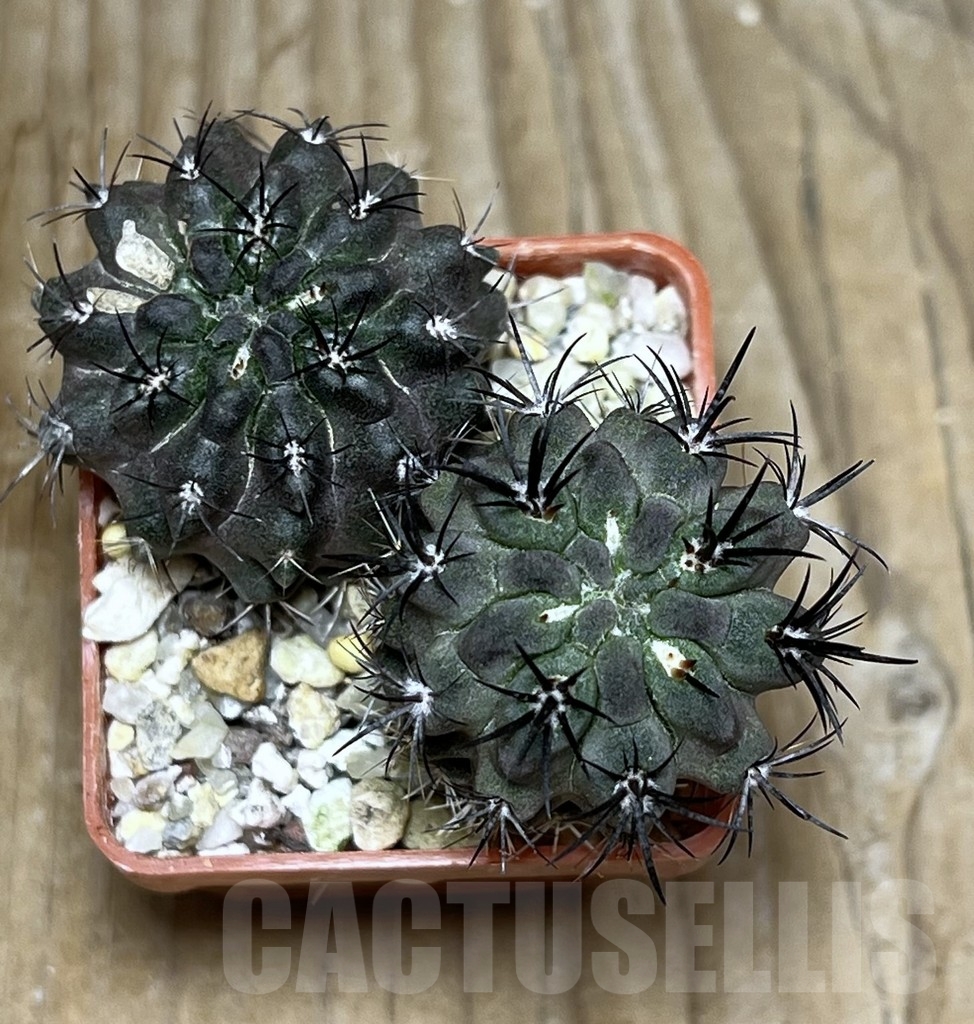 SHPR20852 Neoporteria recondita MG 1037.32, 2 seegling - Image 2