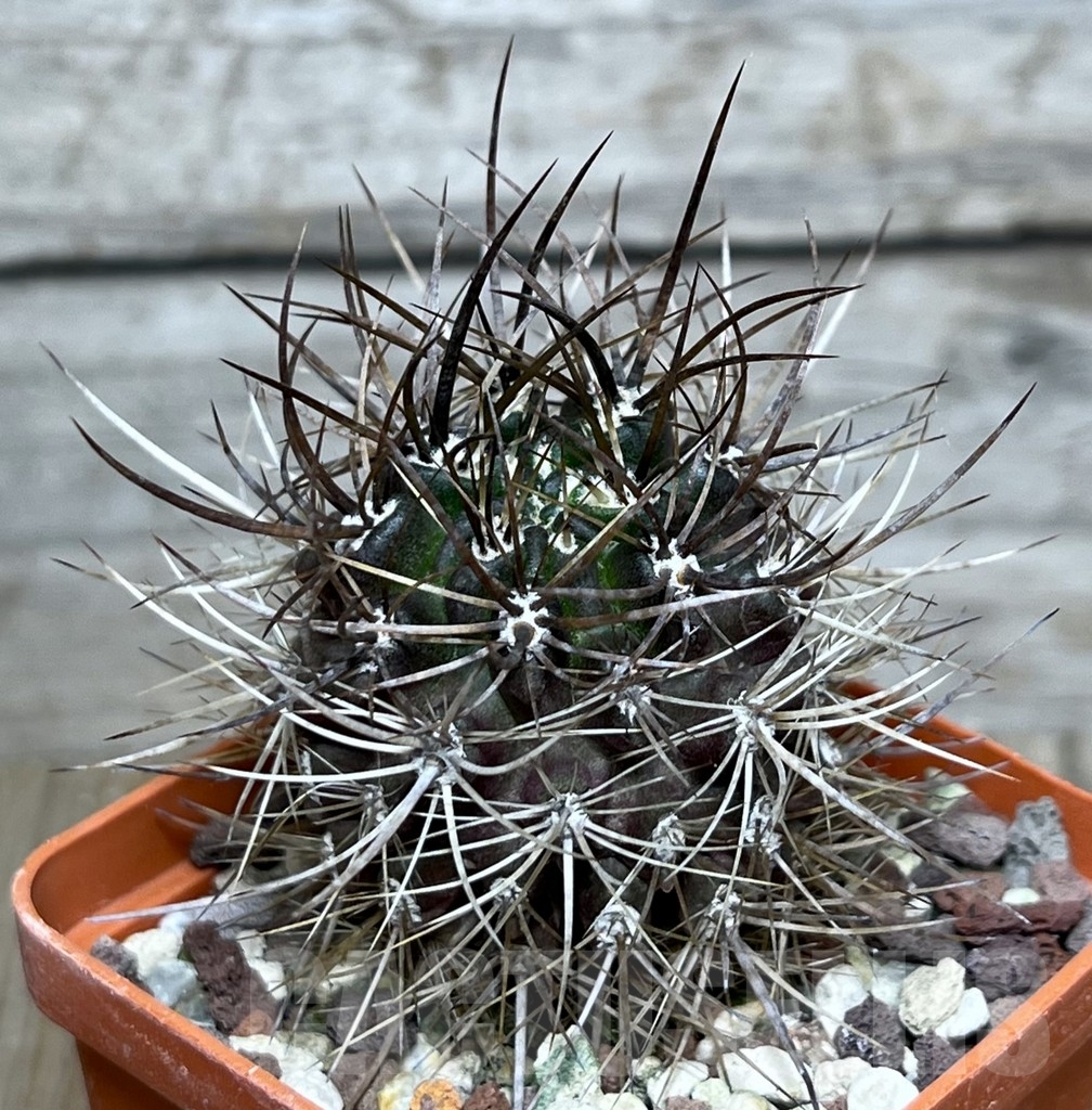 SHPR20854 Eriosyce villosa JA 65