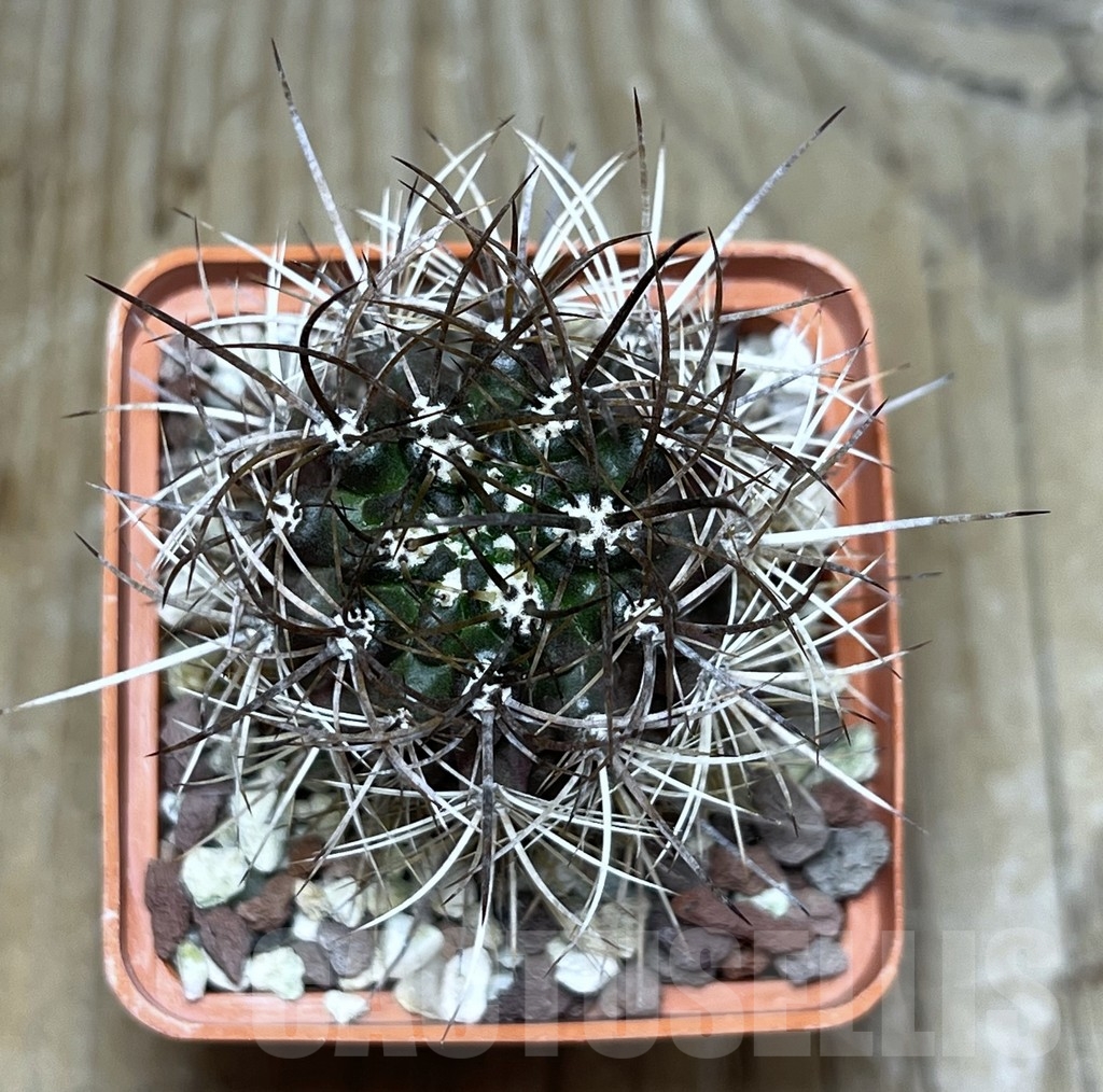 SHPR20854 Eriosyce villosa JA 65 - 画像 (2)