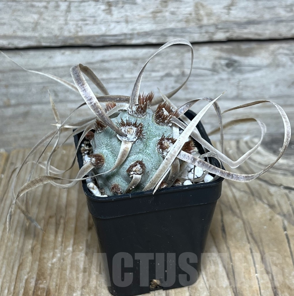 SHPR20856 Tephrocactus papyracanthus - Image 2