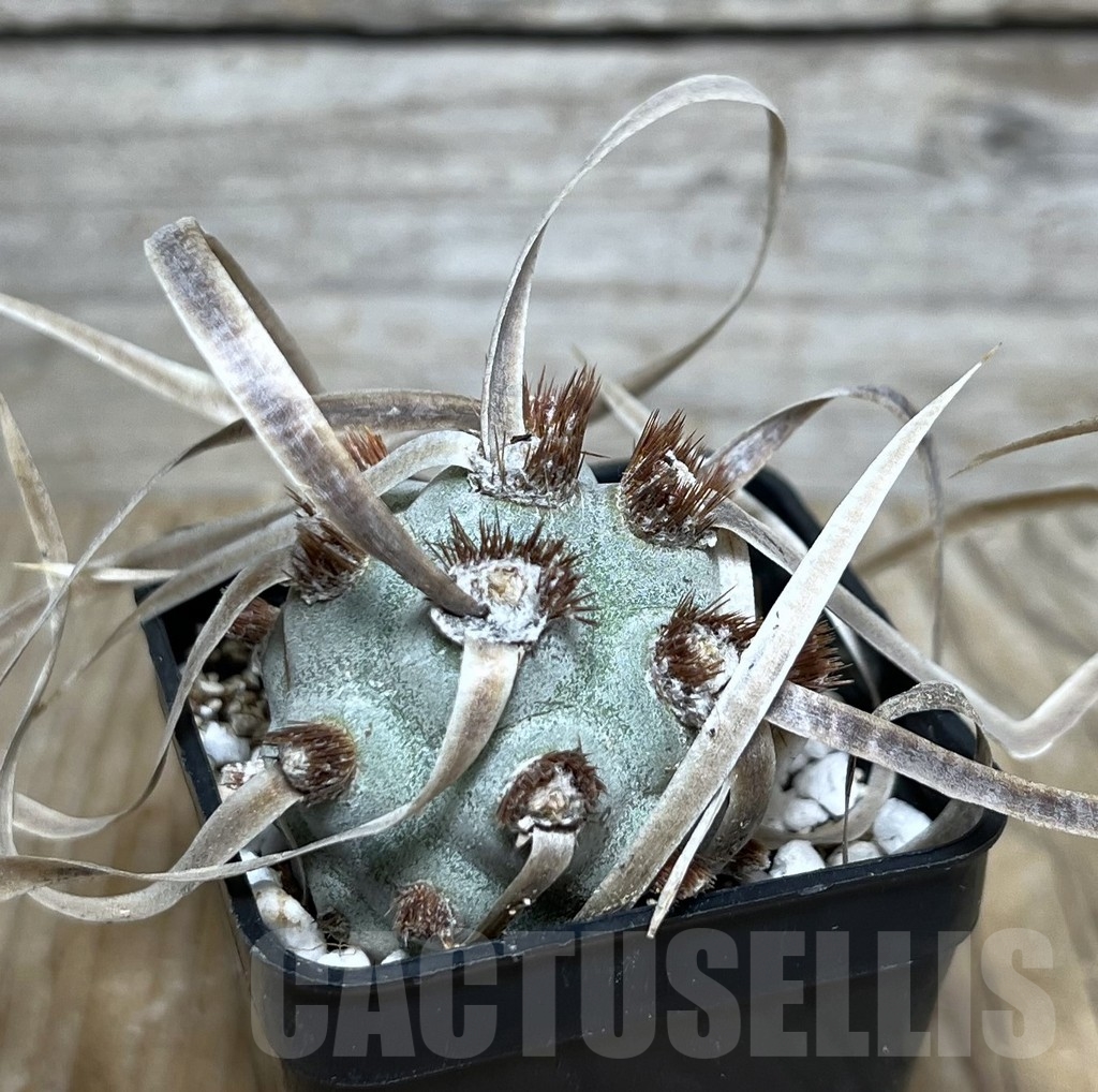 SHPR20856 Tephrocactus papyracanthus