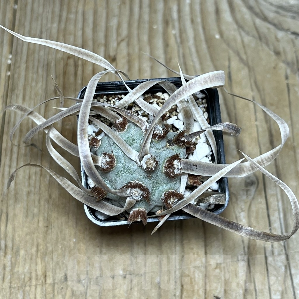 SHPR20856 Tephrocactus papyracanthus - Image 3