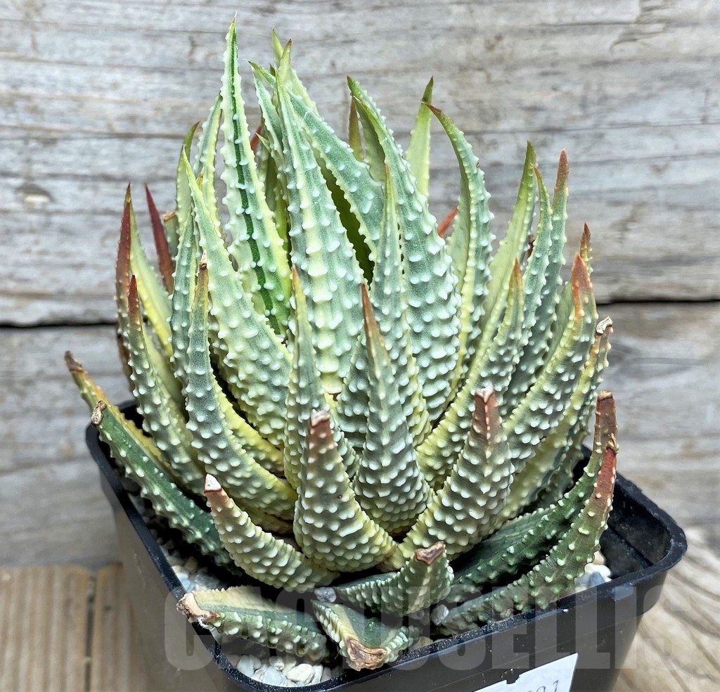 SHPR20891 Haworthia attenuata f. variegata
