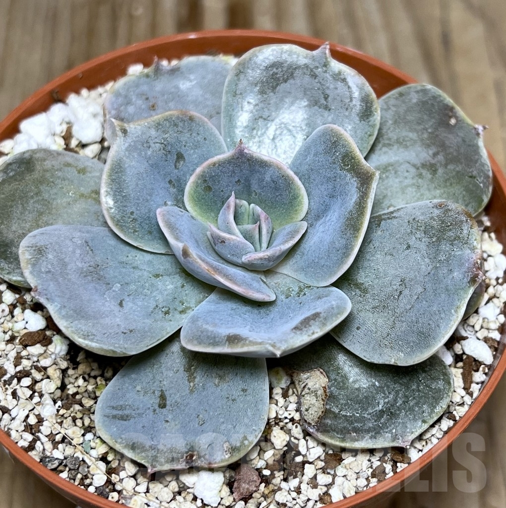 SHPR20863 Echeveria 'Pollux'