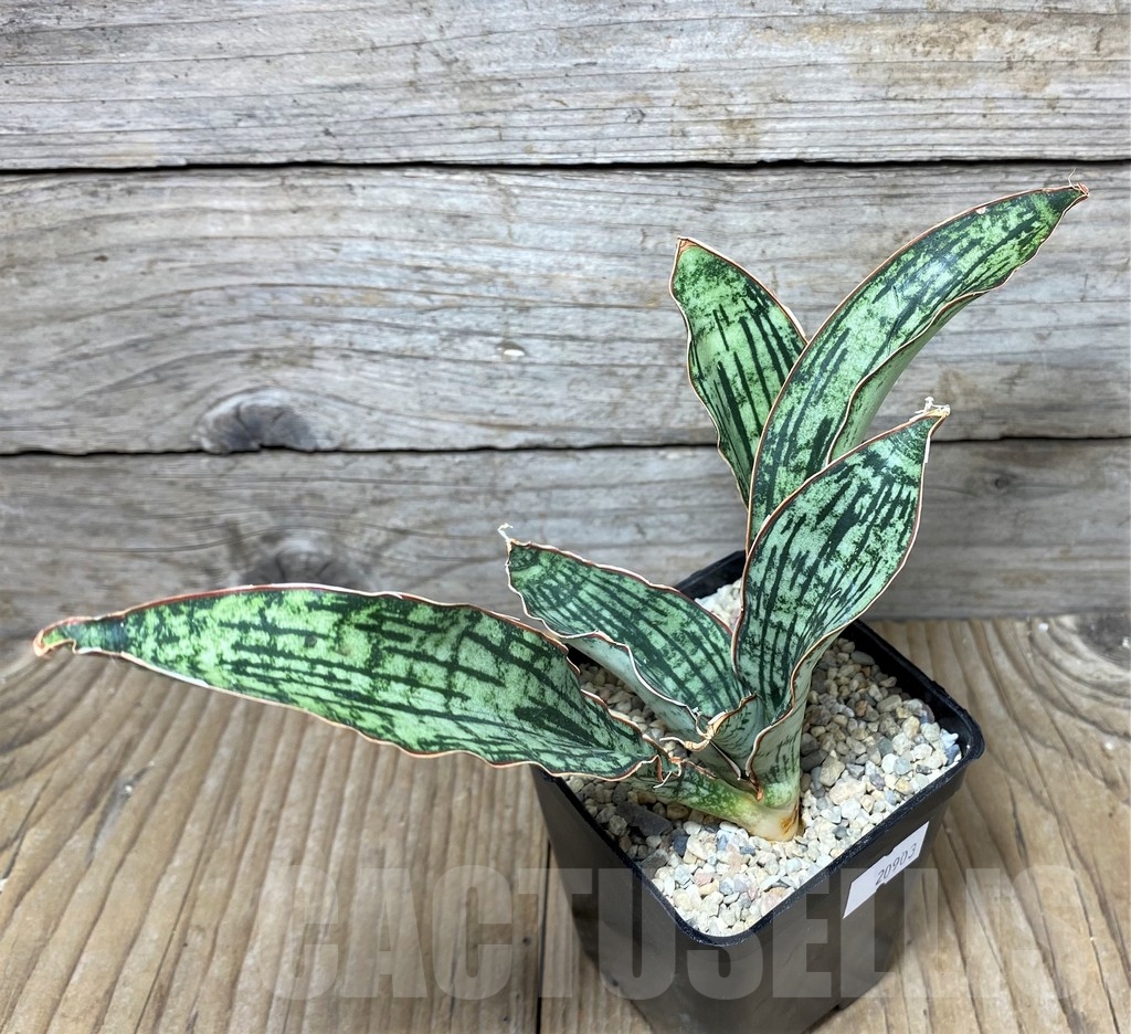 SHPR20903 Sansevieria 'Cleopatra' - Image 2