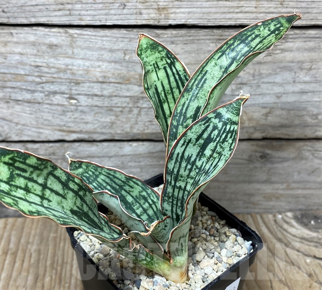 SHPR20903 Sansevieria 'Cleopatra'