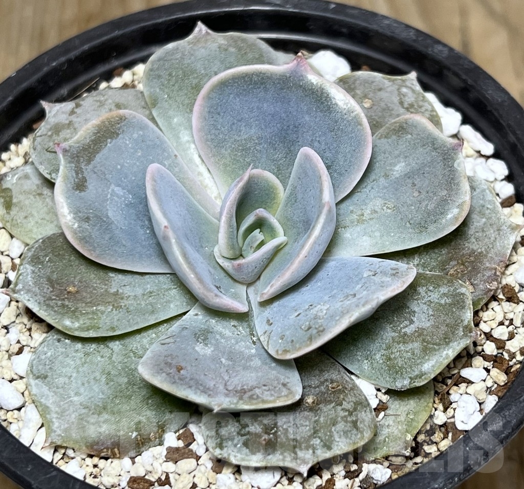 SHPR20863 Echeveria 'Pollux' – Bild 3