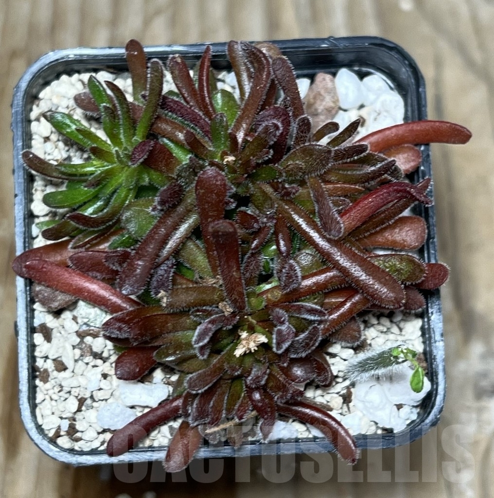 SHPR20866 Crassula pubescens - immagine 2