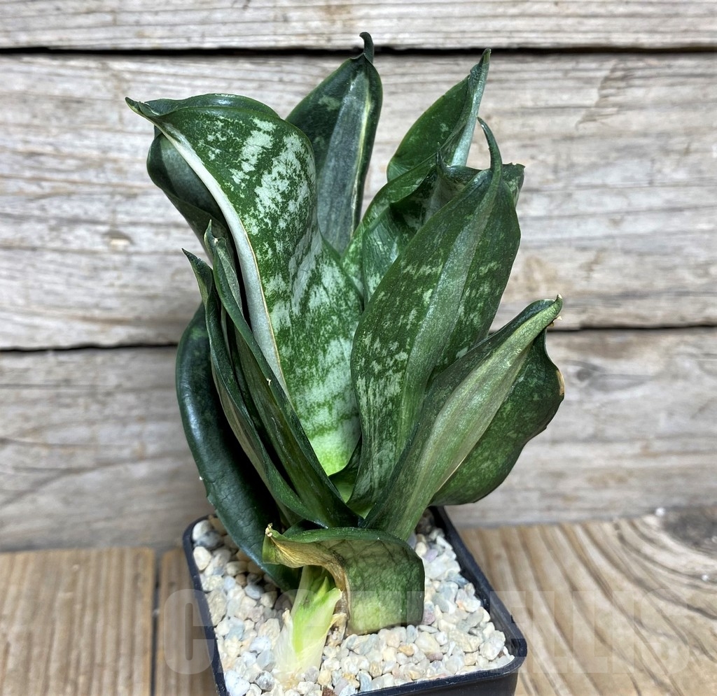 SHPR20905 Sansevieria hani setiker - Obrázek 2