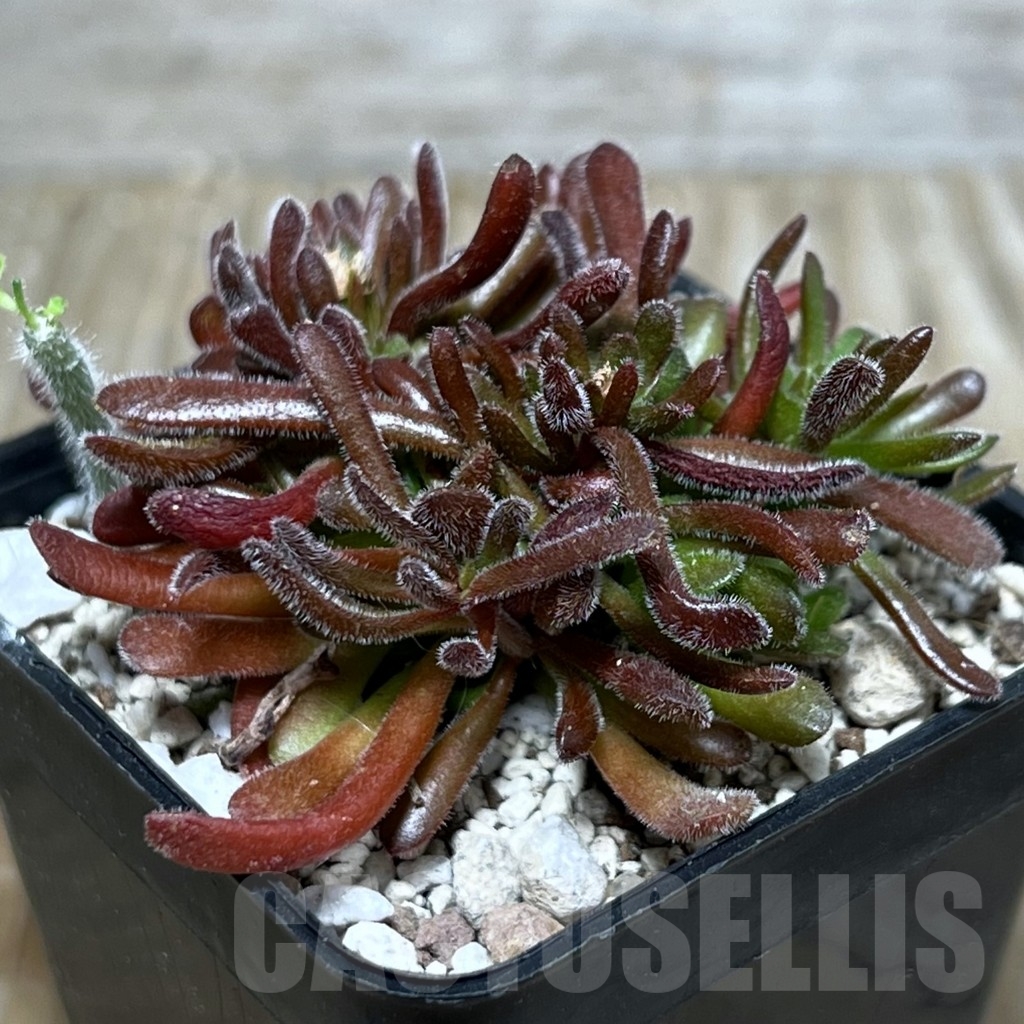 SHPR20866 Crassula pubescens