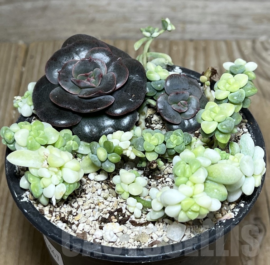 SHPR20867 Succulent mix