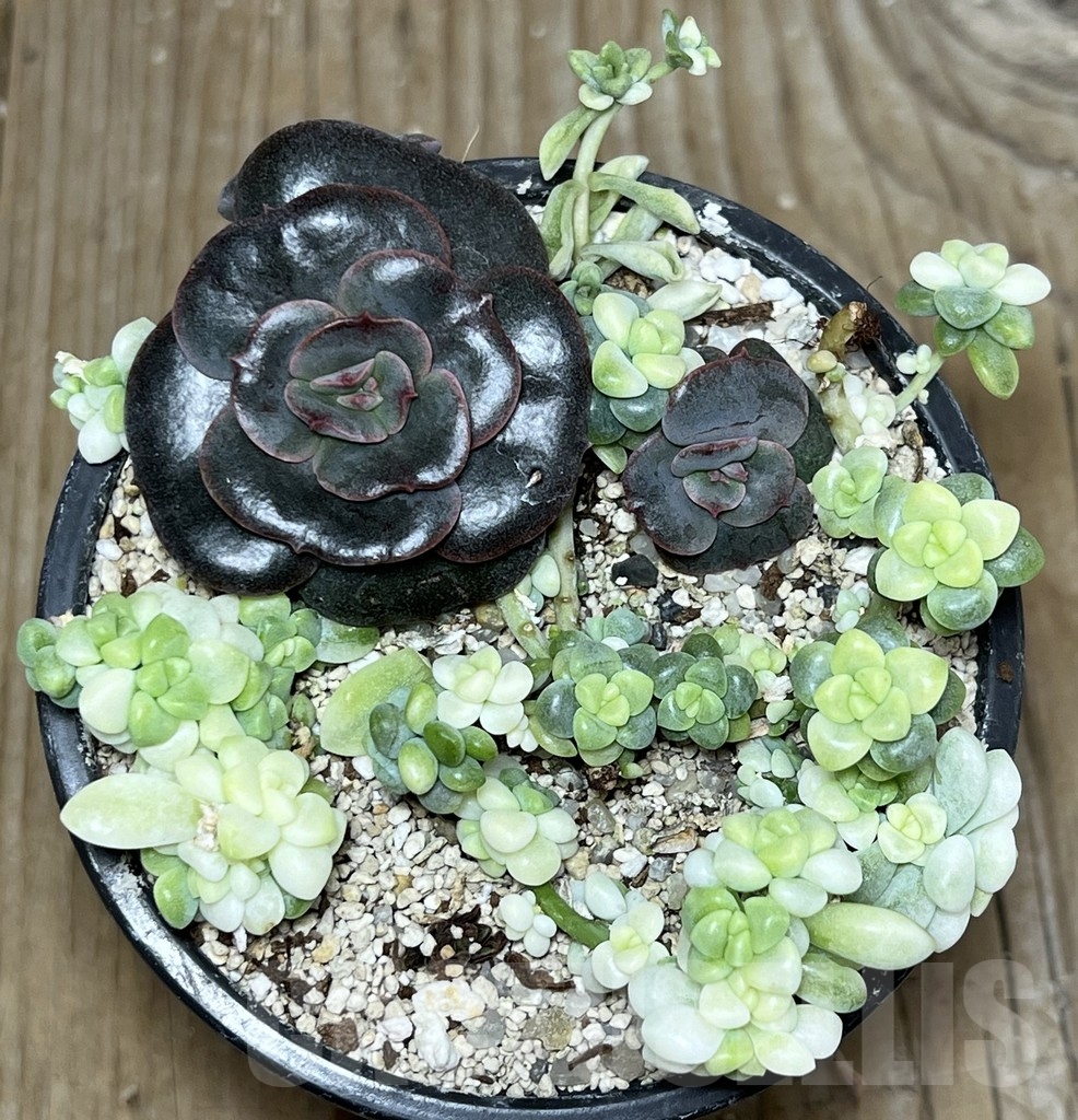 SHPR20867 Succulent mix - Image 2