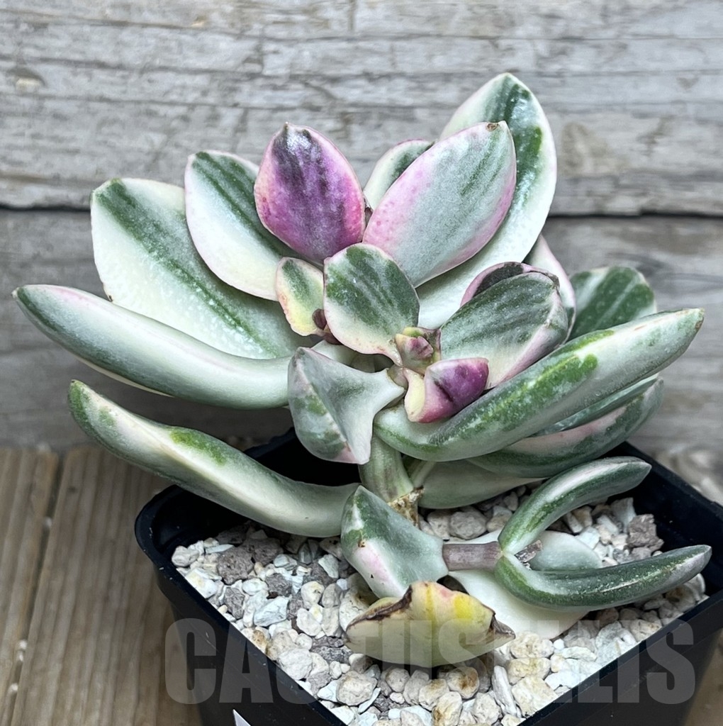 SHPR20868 Crassula arborescens ‘White’ - Зображення 2